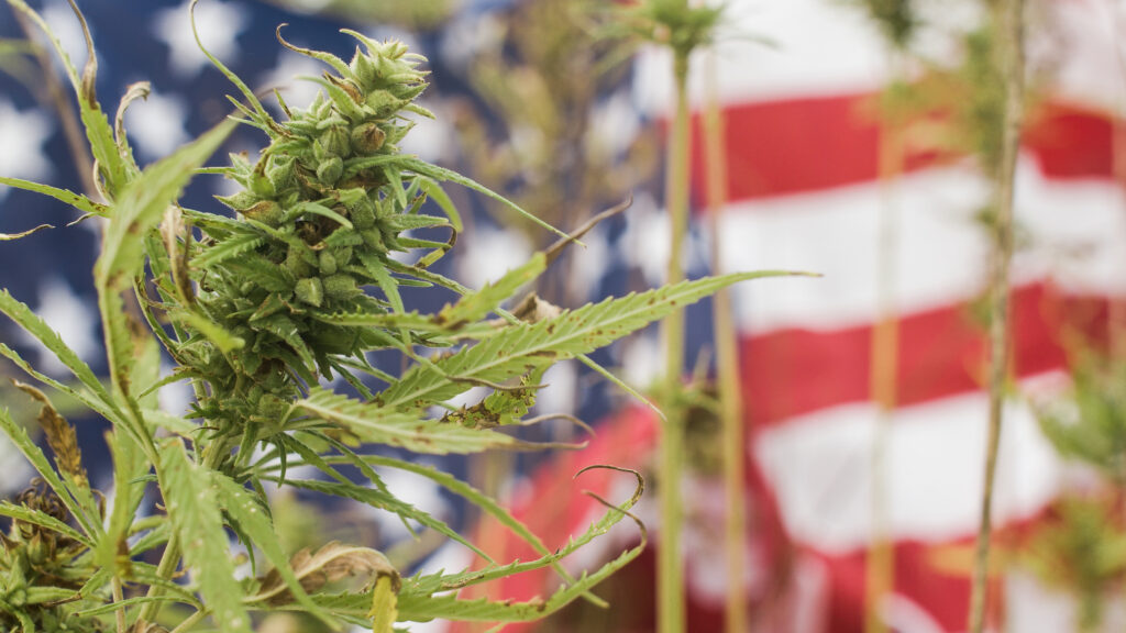 Cannabis or Marijuana plant in front of American Flag