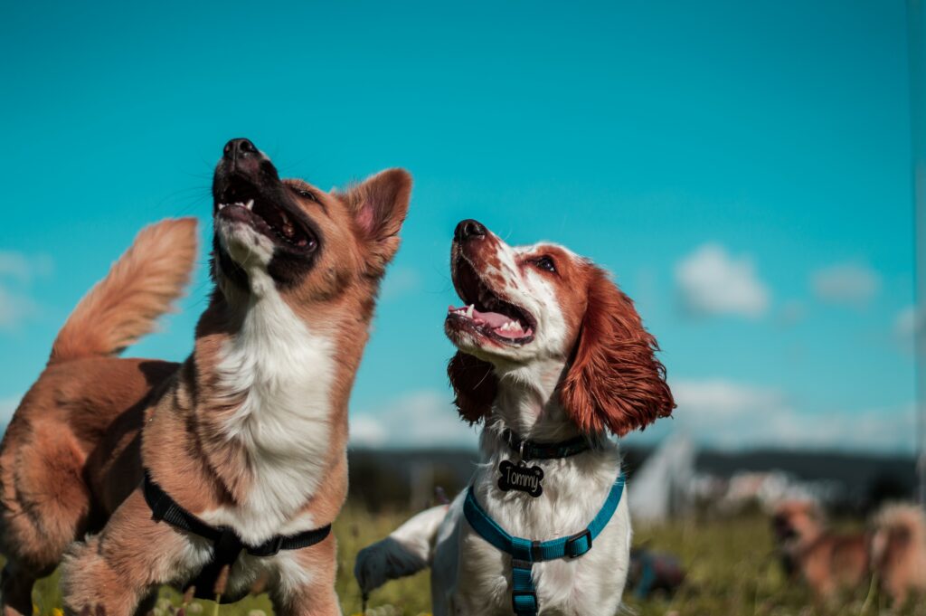 Animal abuse in Arizona has serious consequences.