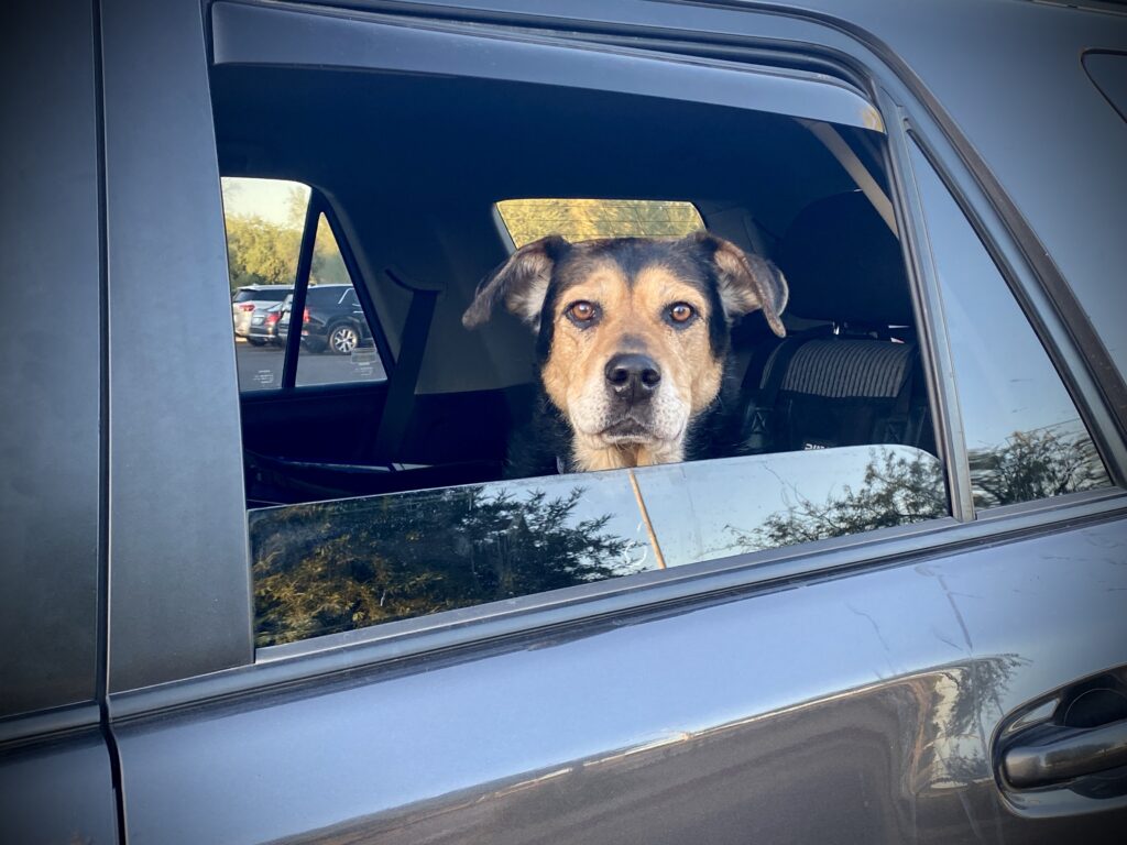 Leaving a dog locked in a vehicle, especially in high temperatures, can be a class 6 felony.